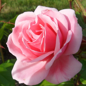 Milrose - trandafiri - www.pharmarosa.ro